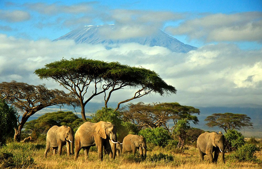 Amboseli | LAT.40