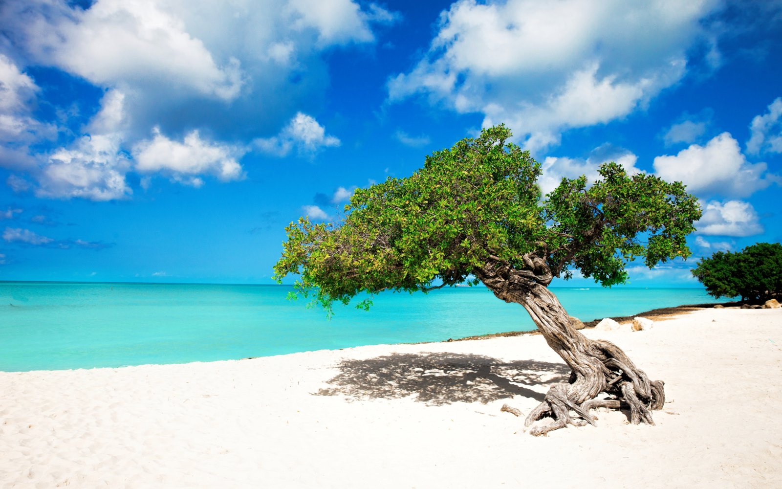 Aruba | LAT.40