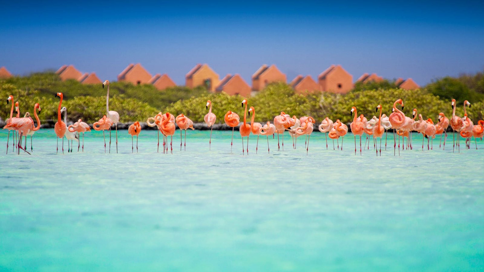 Aruba | LAT.40