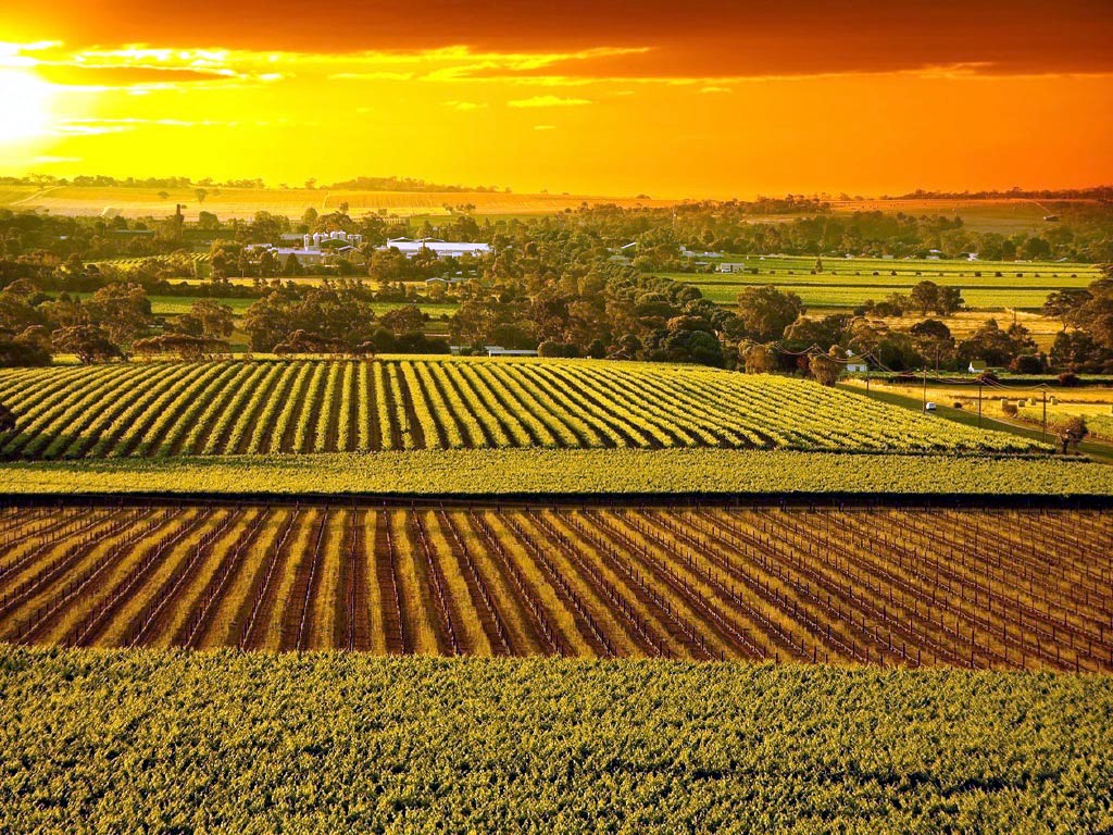 Barossa Valley | LAT.40