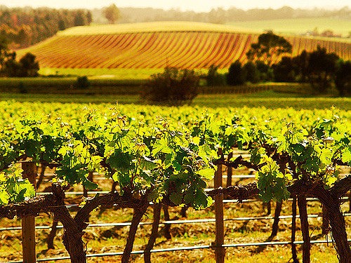Barossa Valley | LAT.40