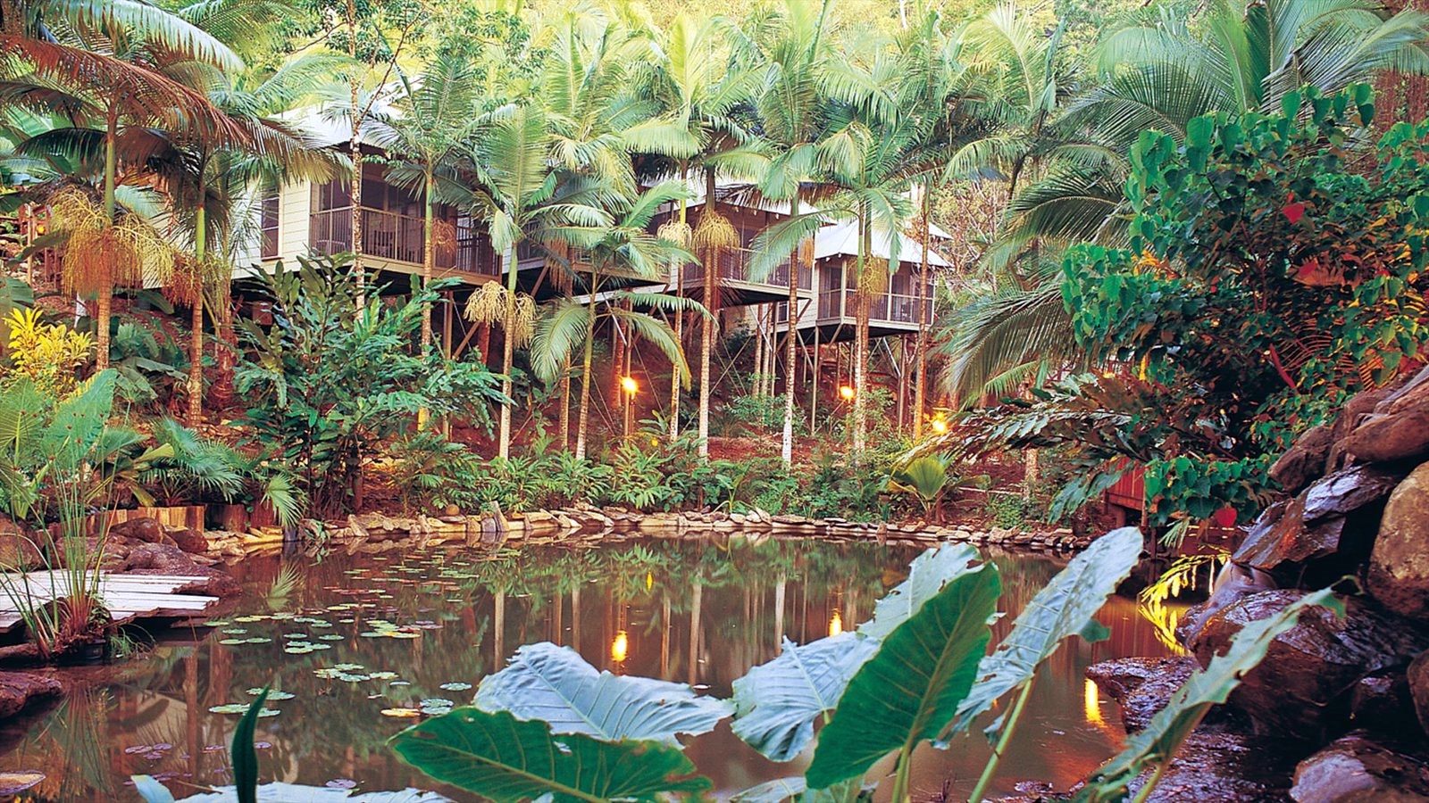 Cape Tribulation | LAT.40