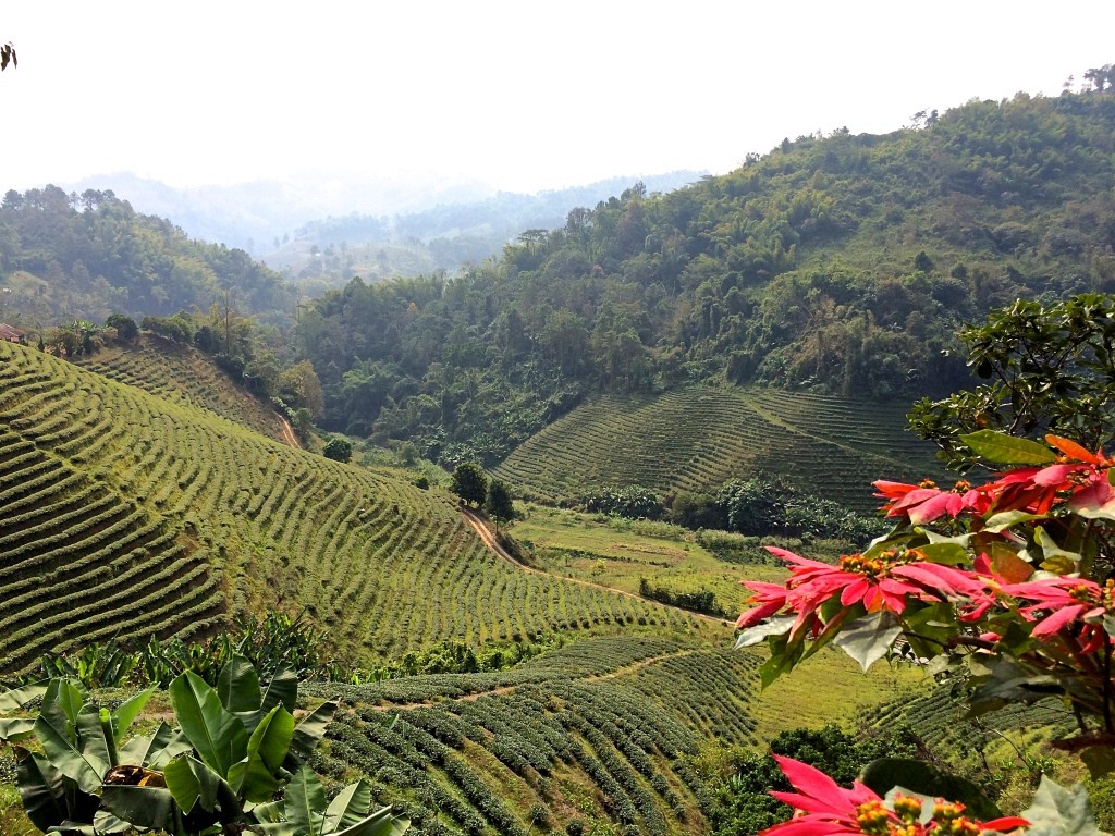 Chiang Rai | LAT.40