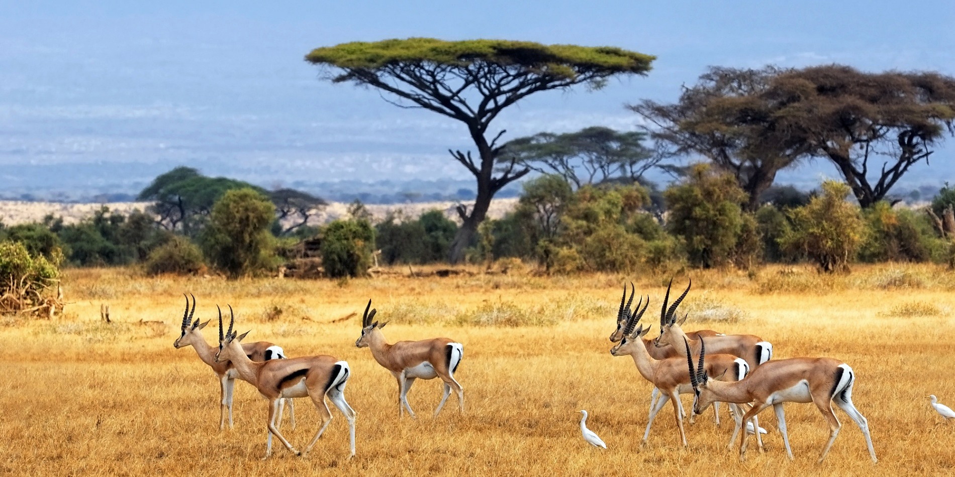 Chobe | LAT.40