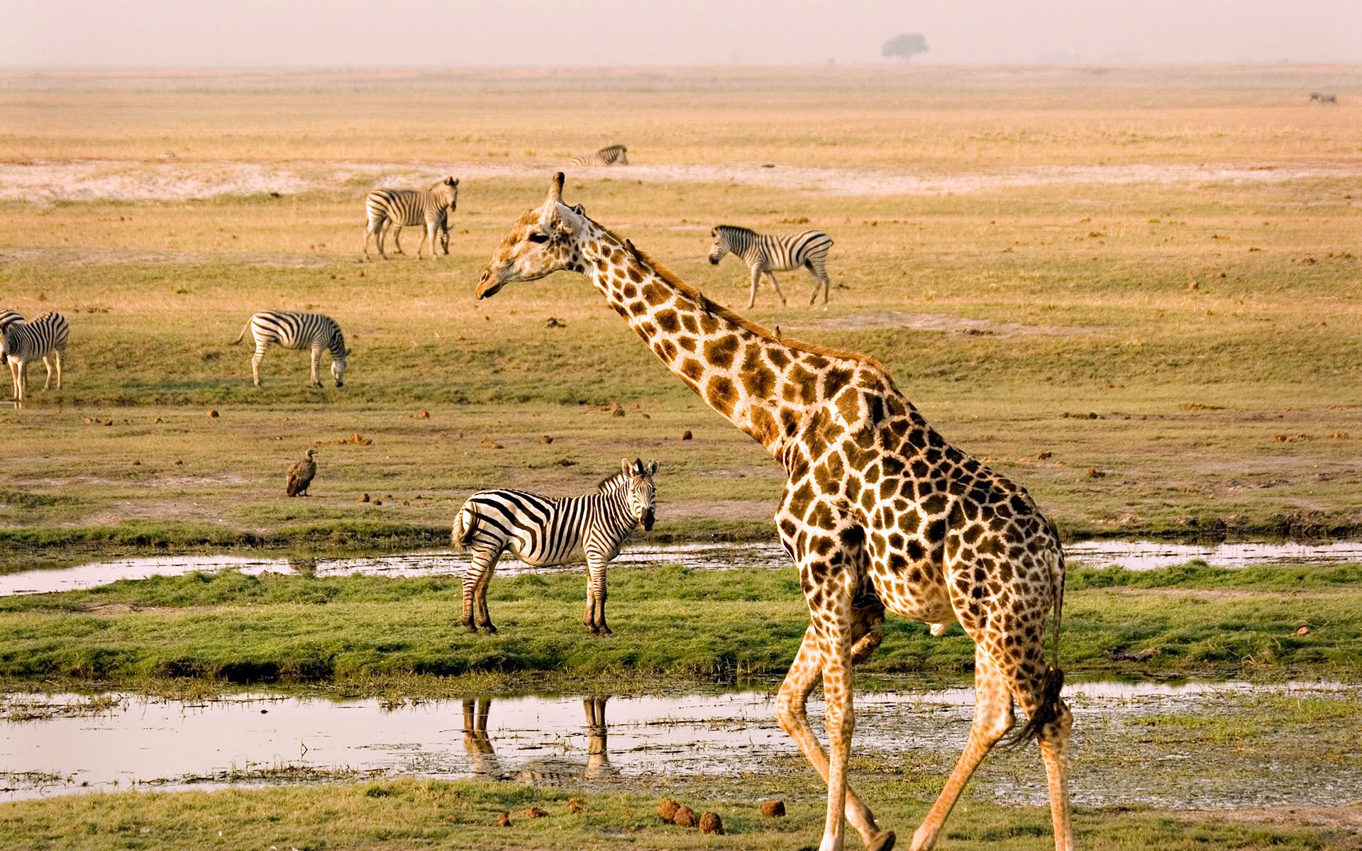 Chobe | LAT.40