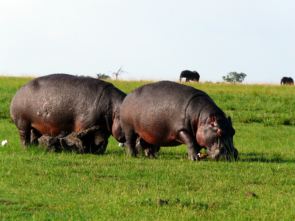 Chobe | LAT.40