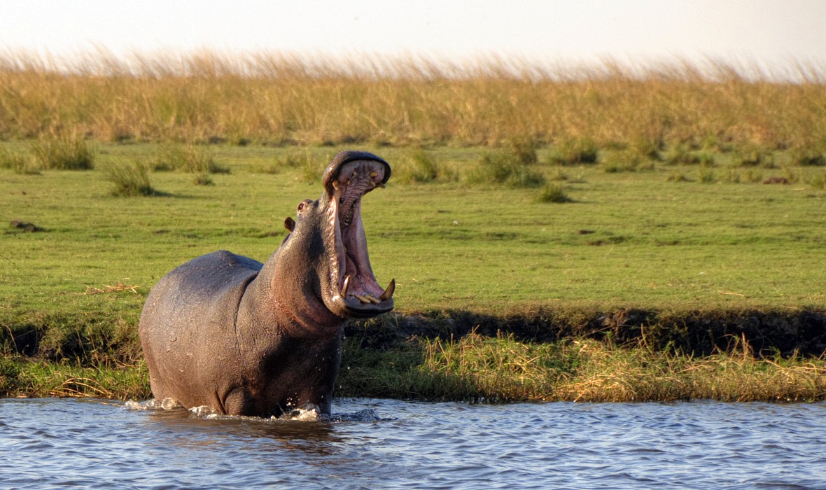 Chobe | LAT.40