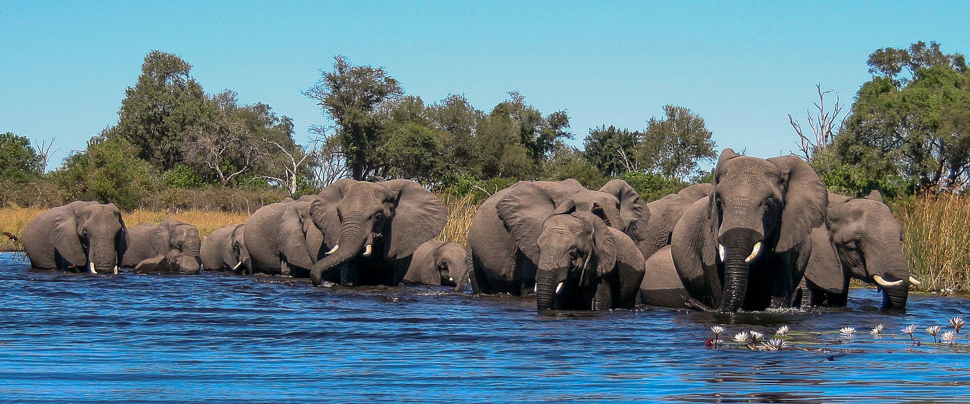 Chobe | LAT.40