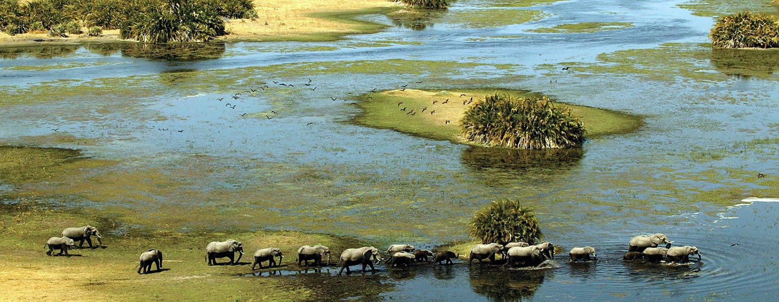 Chobe | LAT.40