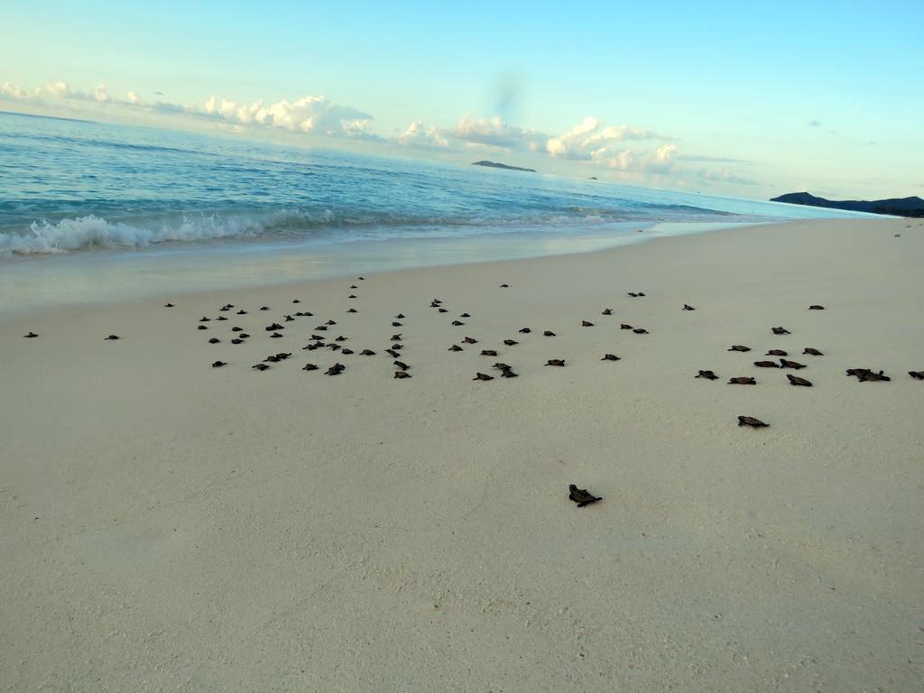 Cousine Island | LAT.40