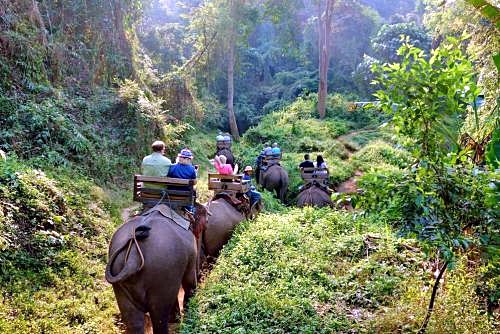 Cuevas Chiang Dao en elefante | LAT.40