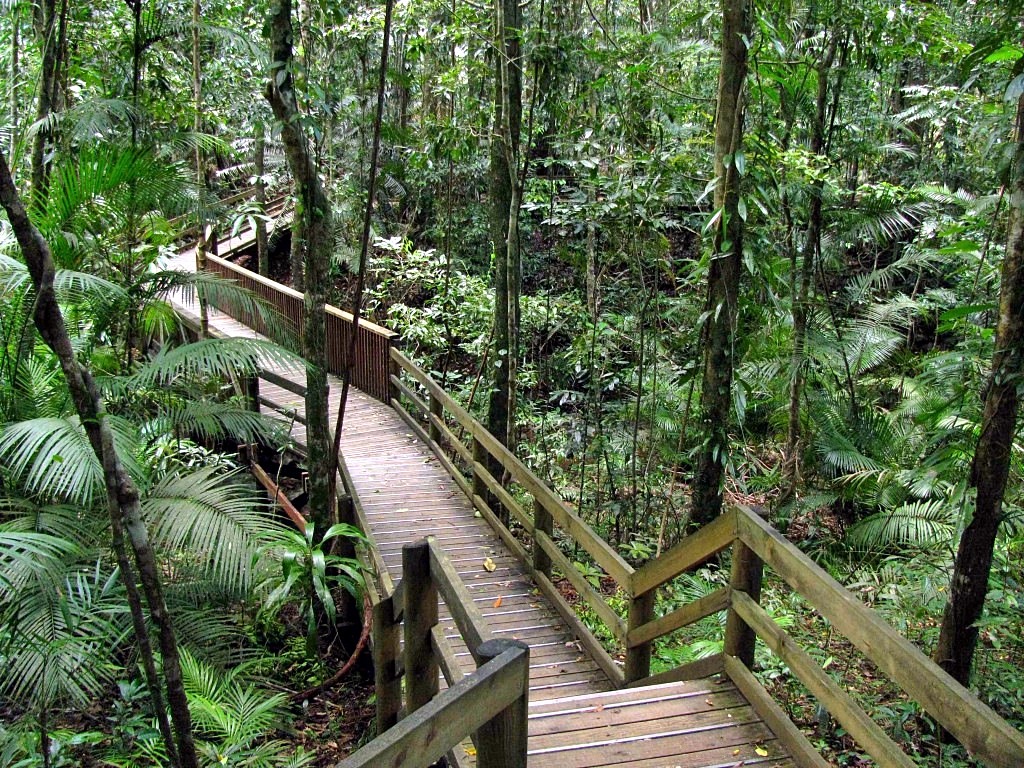 Daintree Forest | LAT.40