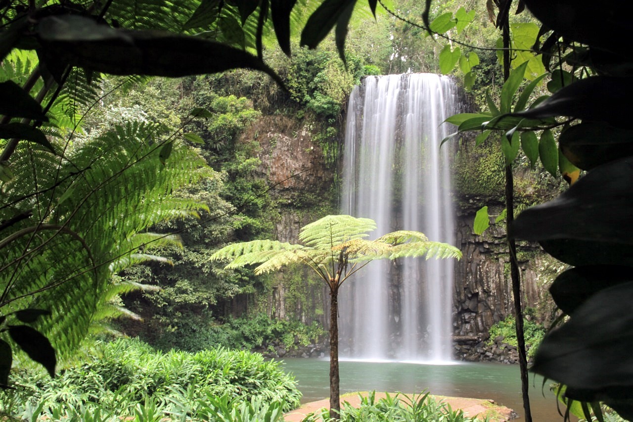 Daintree Forest | LAT.40