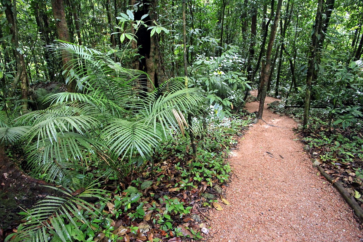 Daintree Forest | LAT.40