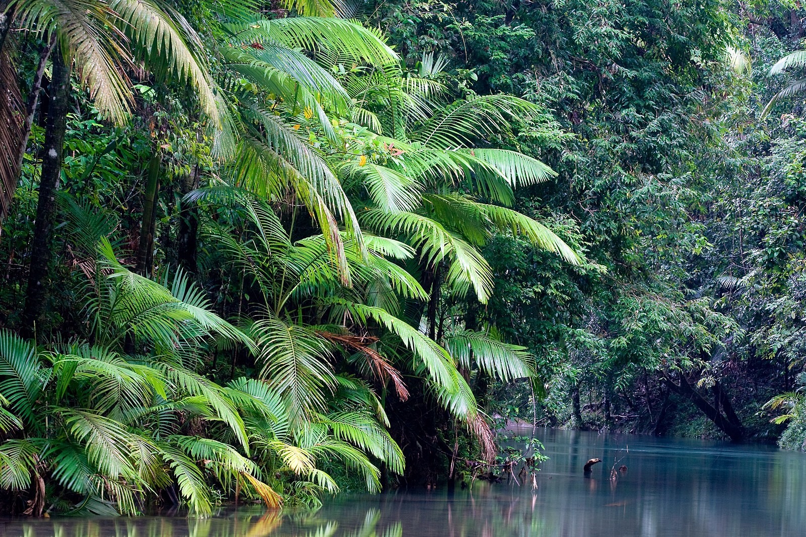 Daintree Forest | LAT.40