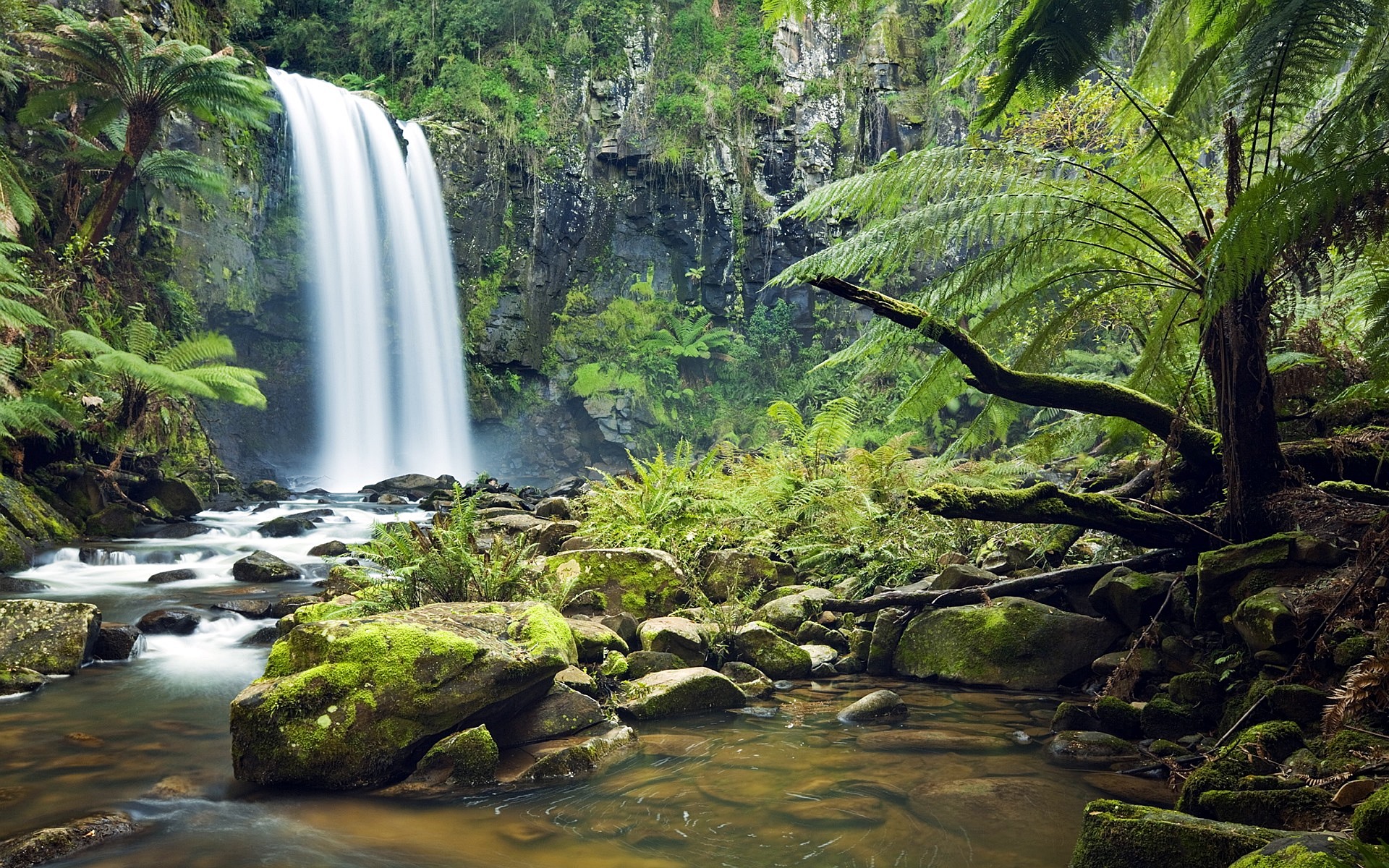 Daintree Forest | LAT.40