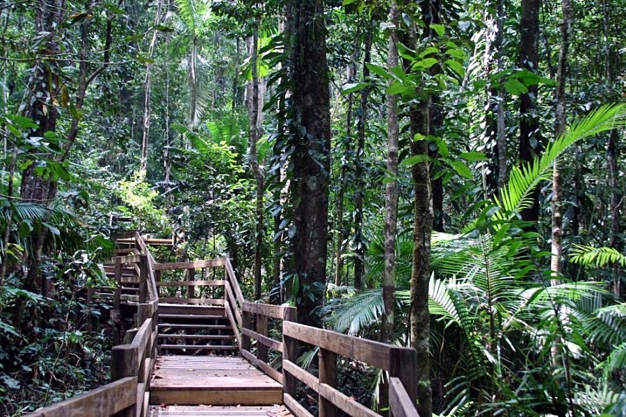 Daintree Forest | LAT.40