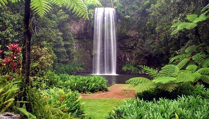 Daintree Forest | LAT.40