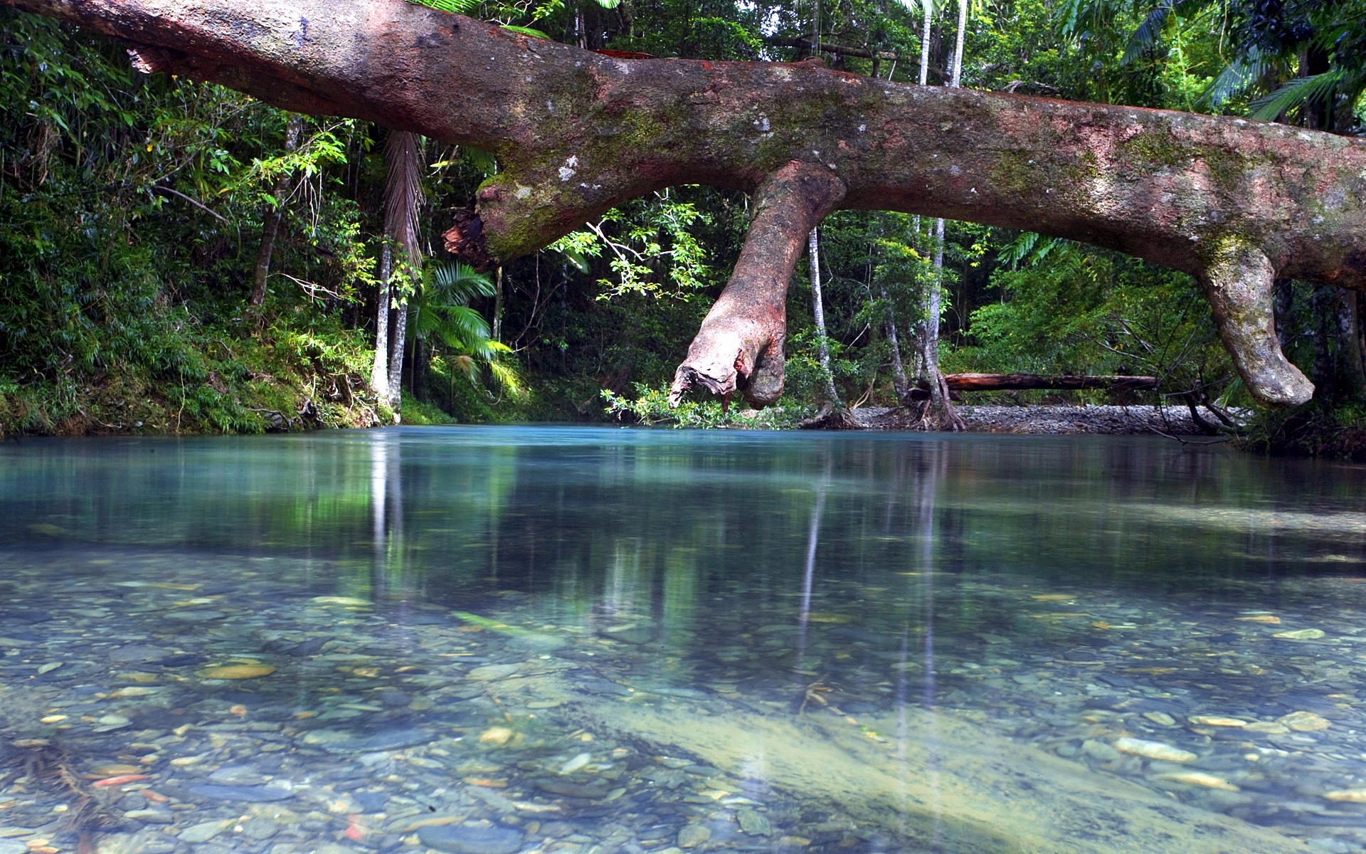 Daintree Forest | LAT.40