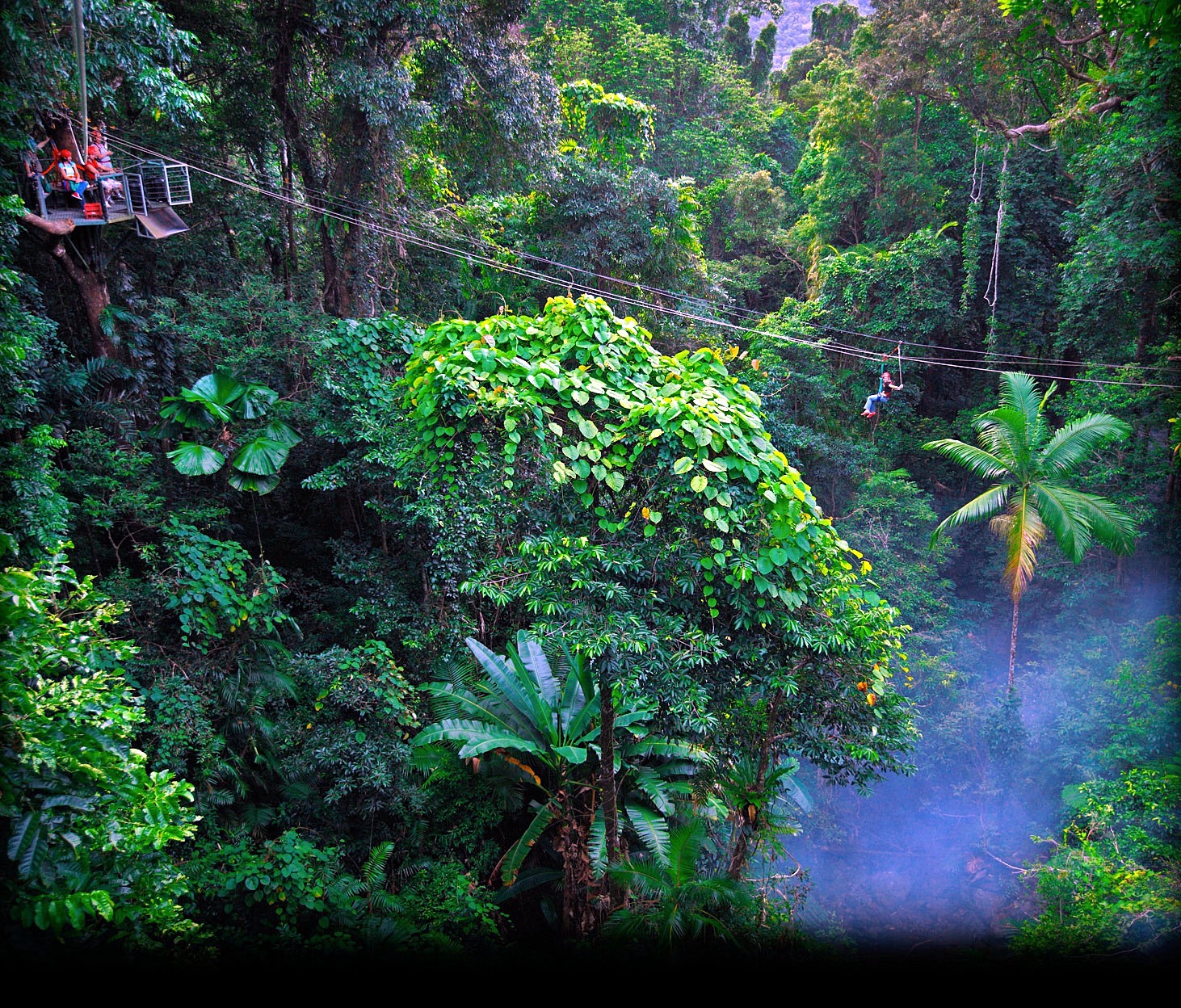 Daintree Forest | LAT.40