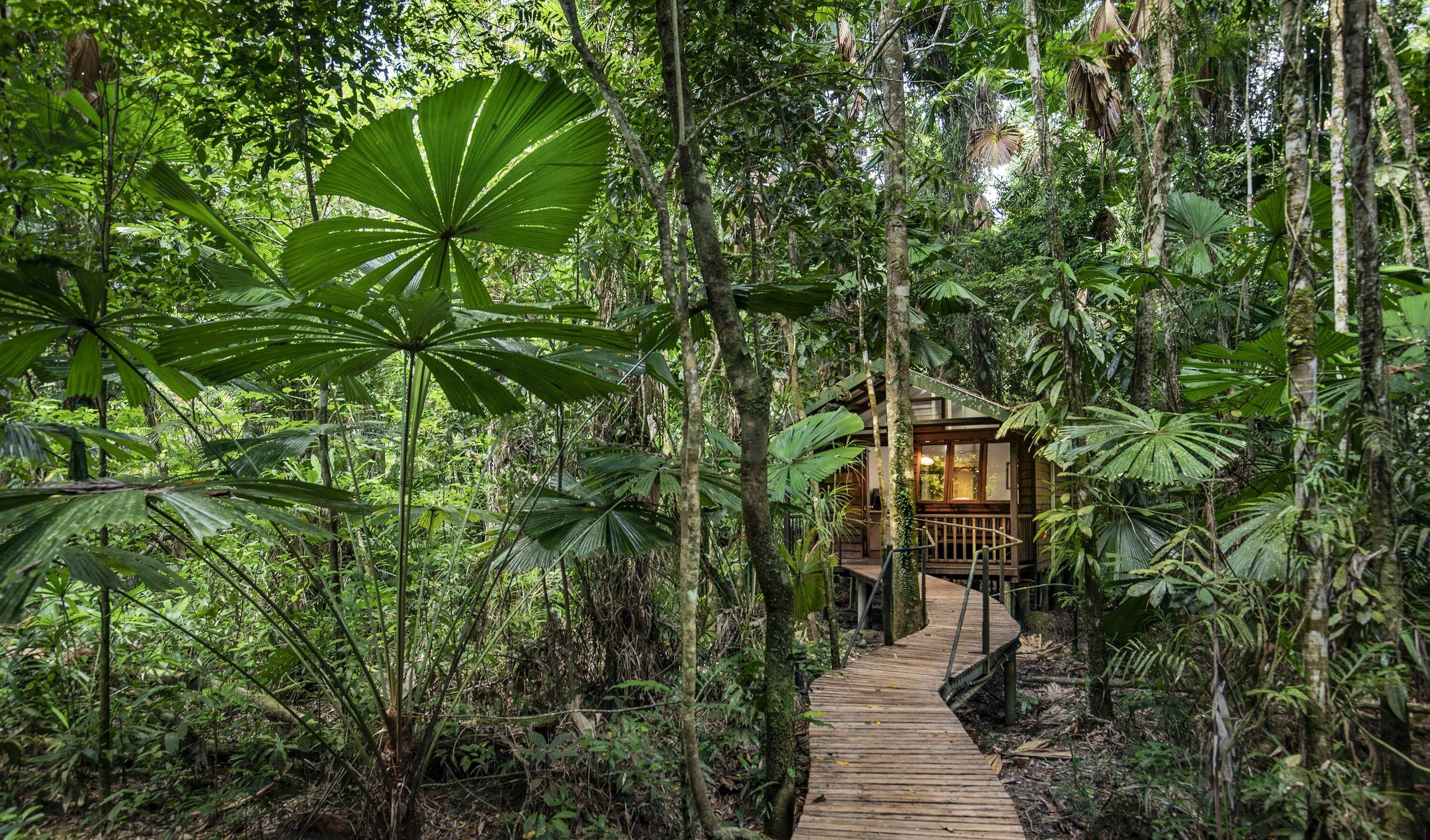 Daintree Forest