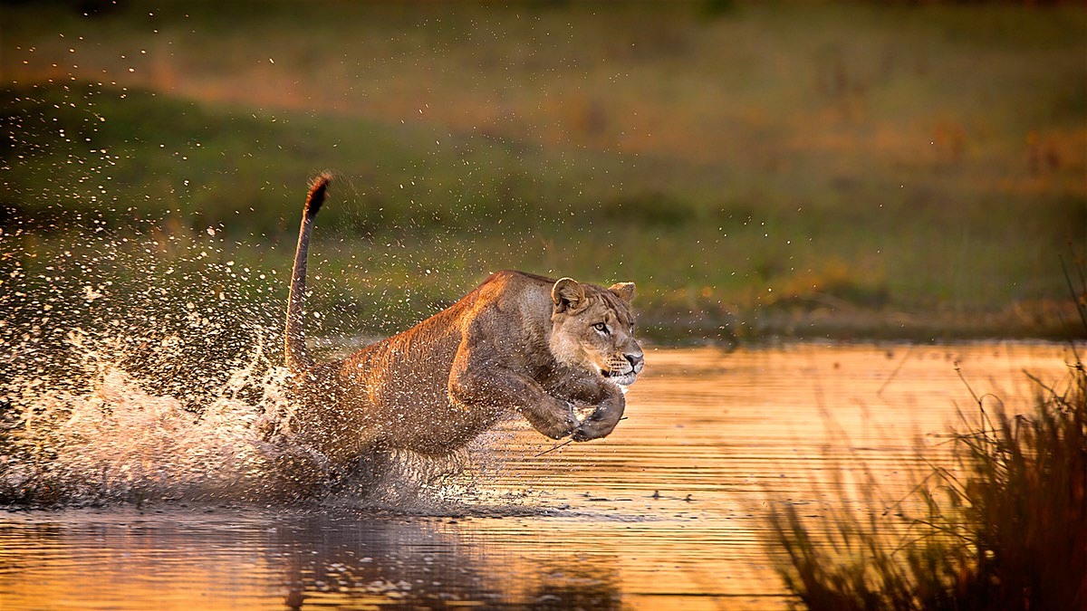 Delta Okavango | LAT.40