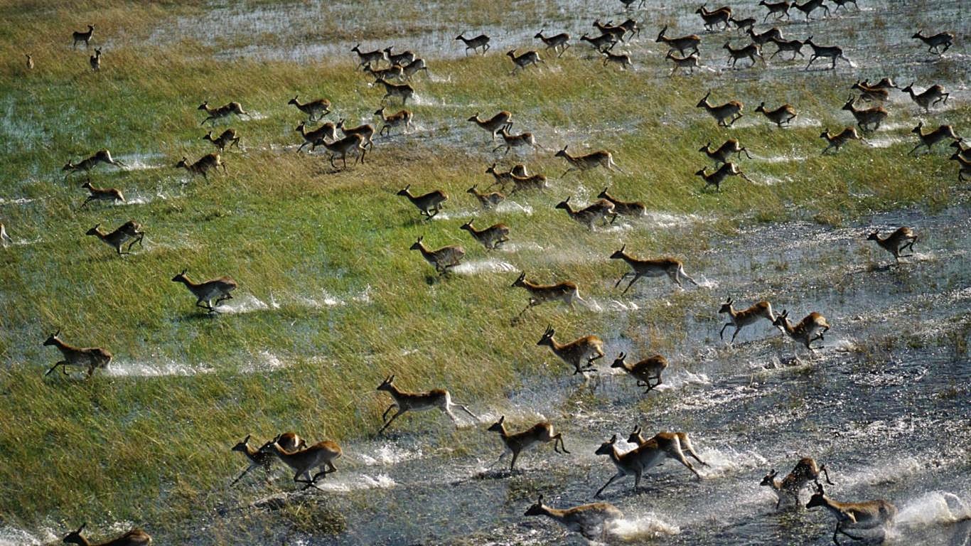 Delta Okavango | LAT.40