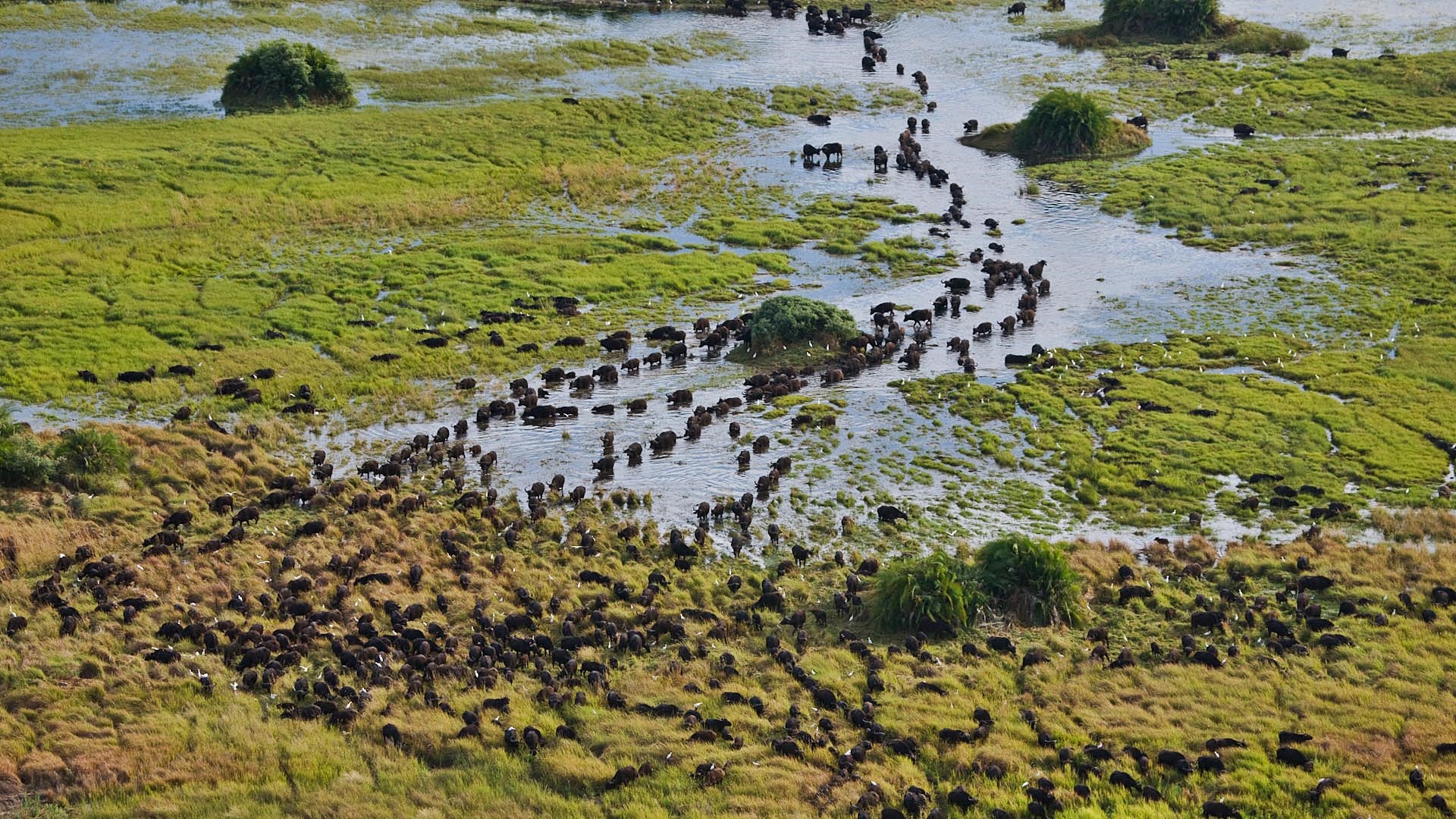 Delta Okavango | LAT.40