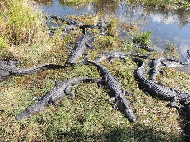 Everglades National Park | LAT.40