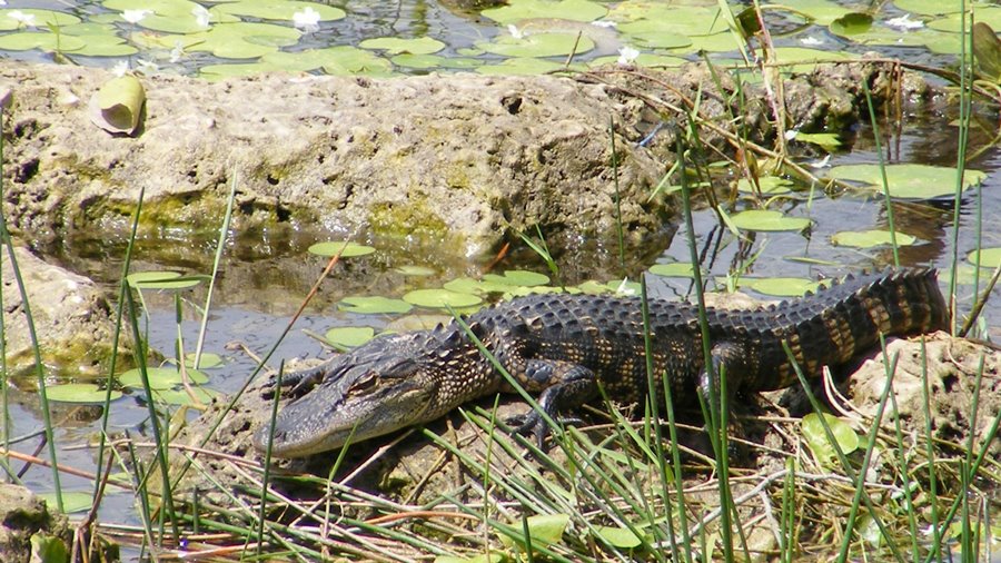 Everglades National Park | LAT.40