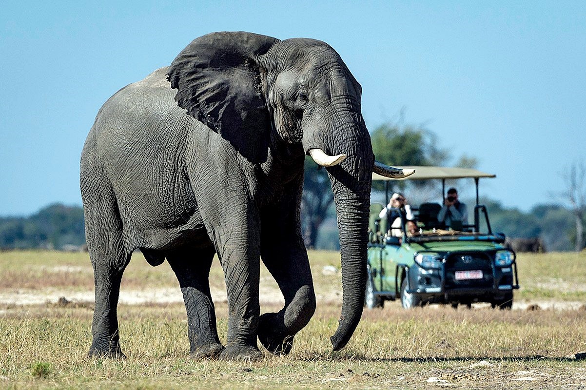 Linkwasha Camp en Hwange