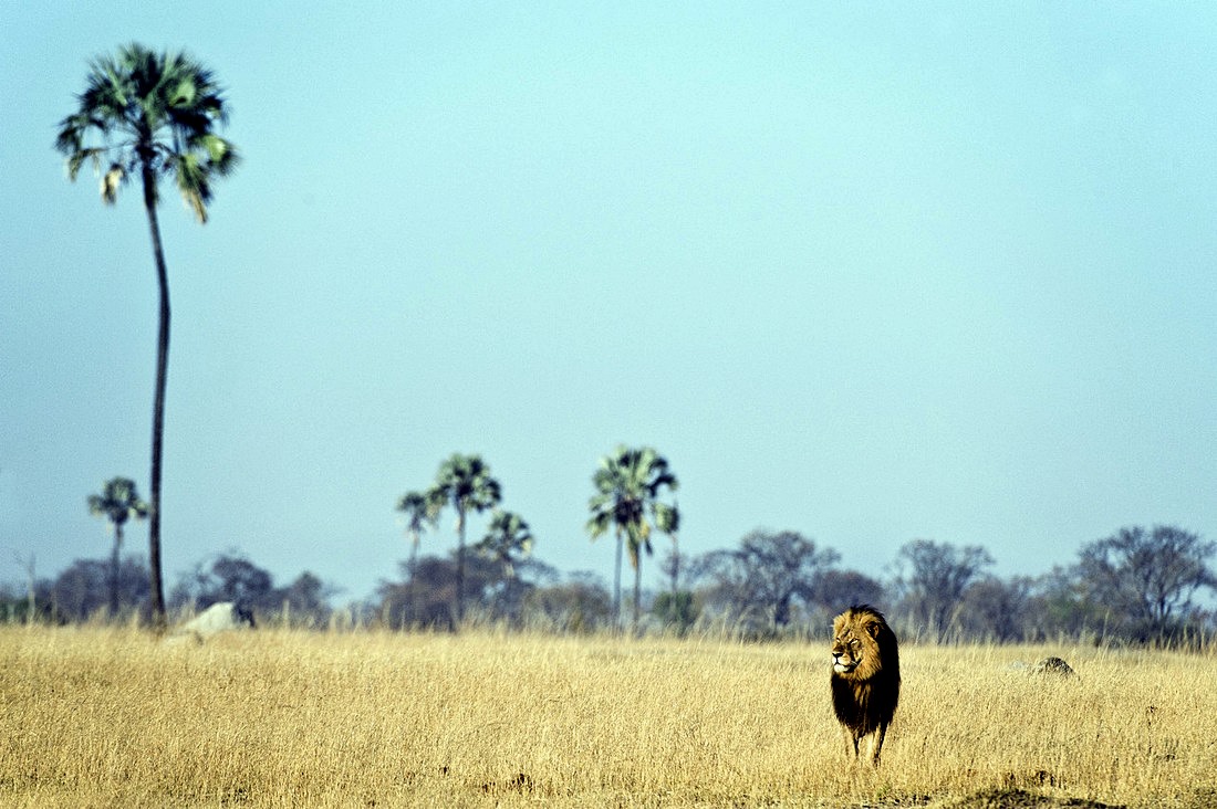 Linkwasha Camp en Hwange