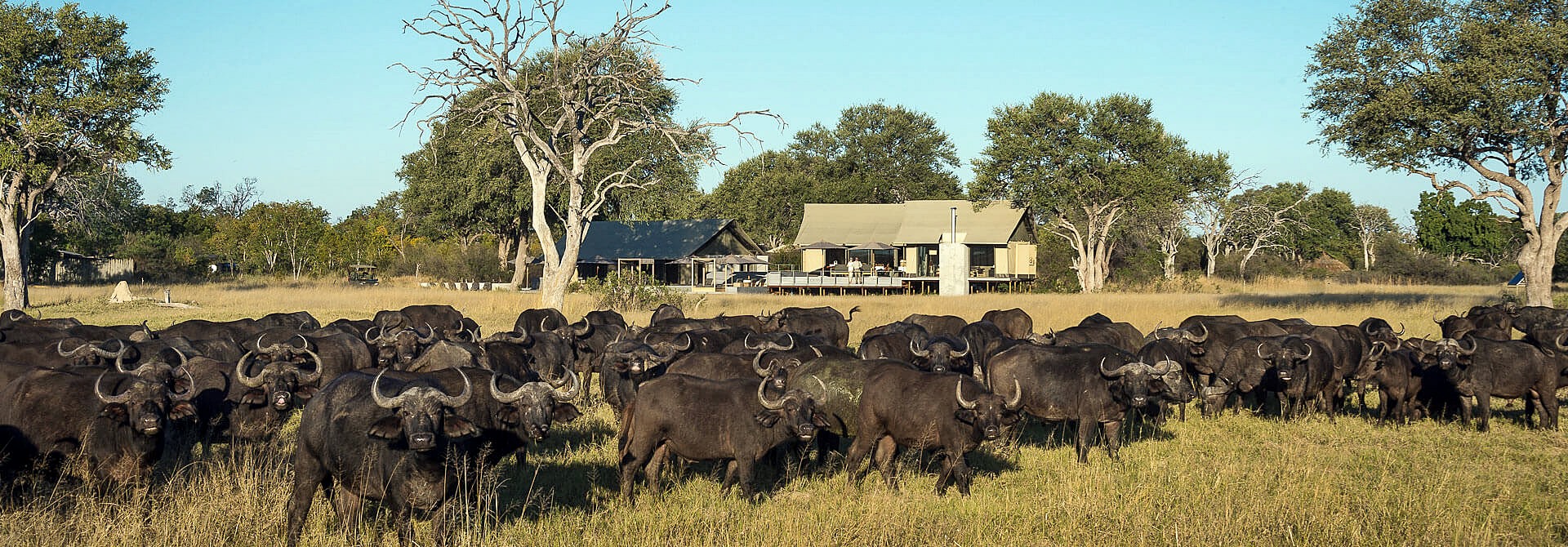 Linkwasha Camp en Hwange