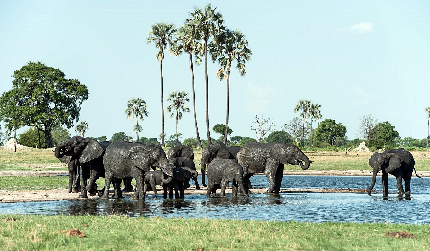 Linkwasha Camp en Hwange