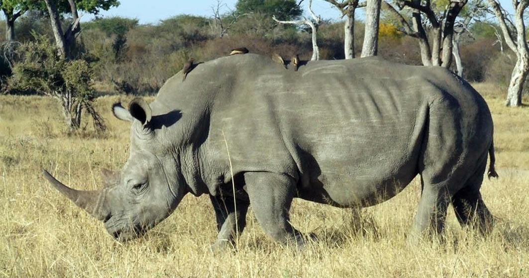 Hwange | LAT.40