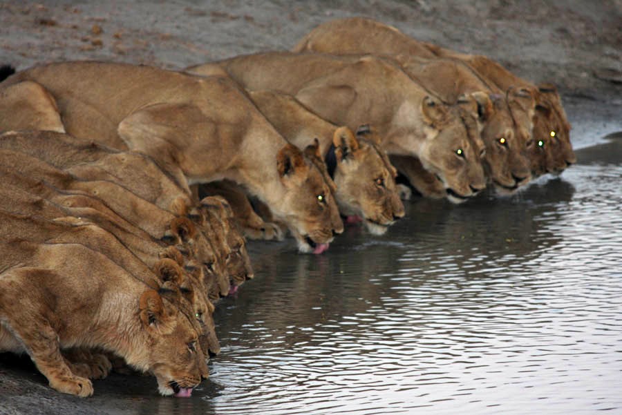 Hwange | LAT.40