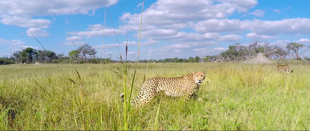 Hwange | LAT.40