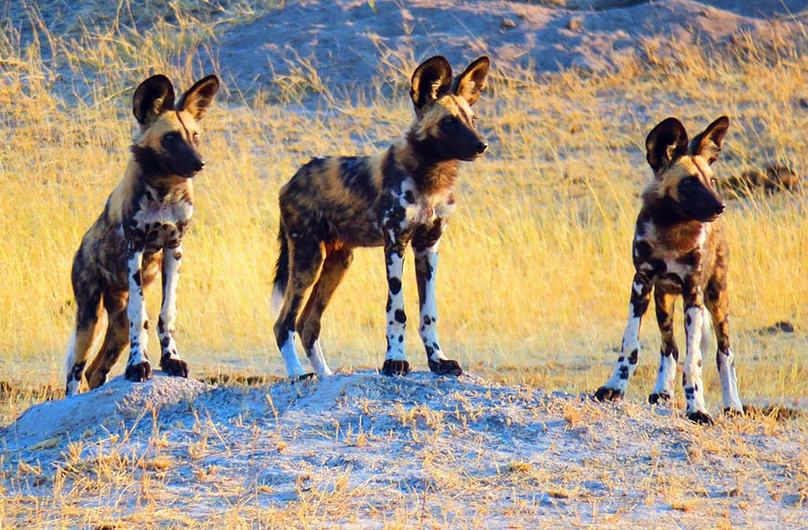 Hwange | LAT.40