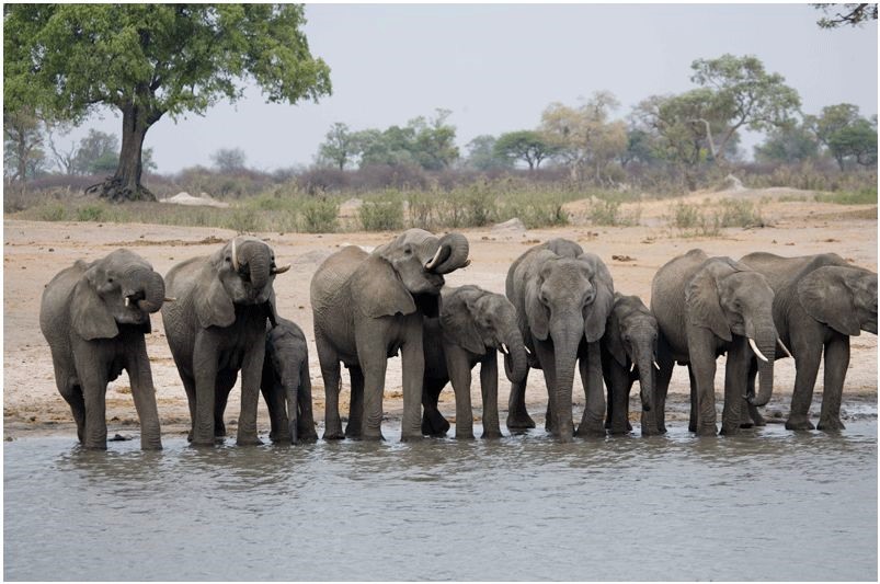Hwange | LAT.40