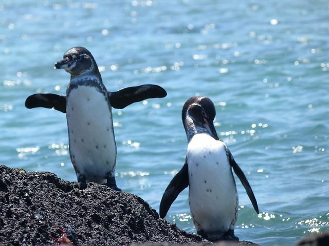 Islas Galapagos