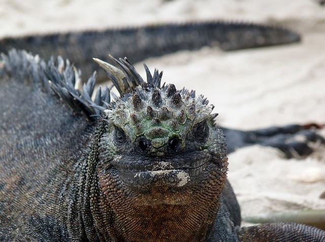 Viaje Quito y Galapagos diseñado por LAT.40