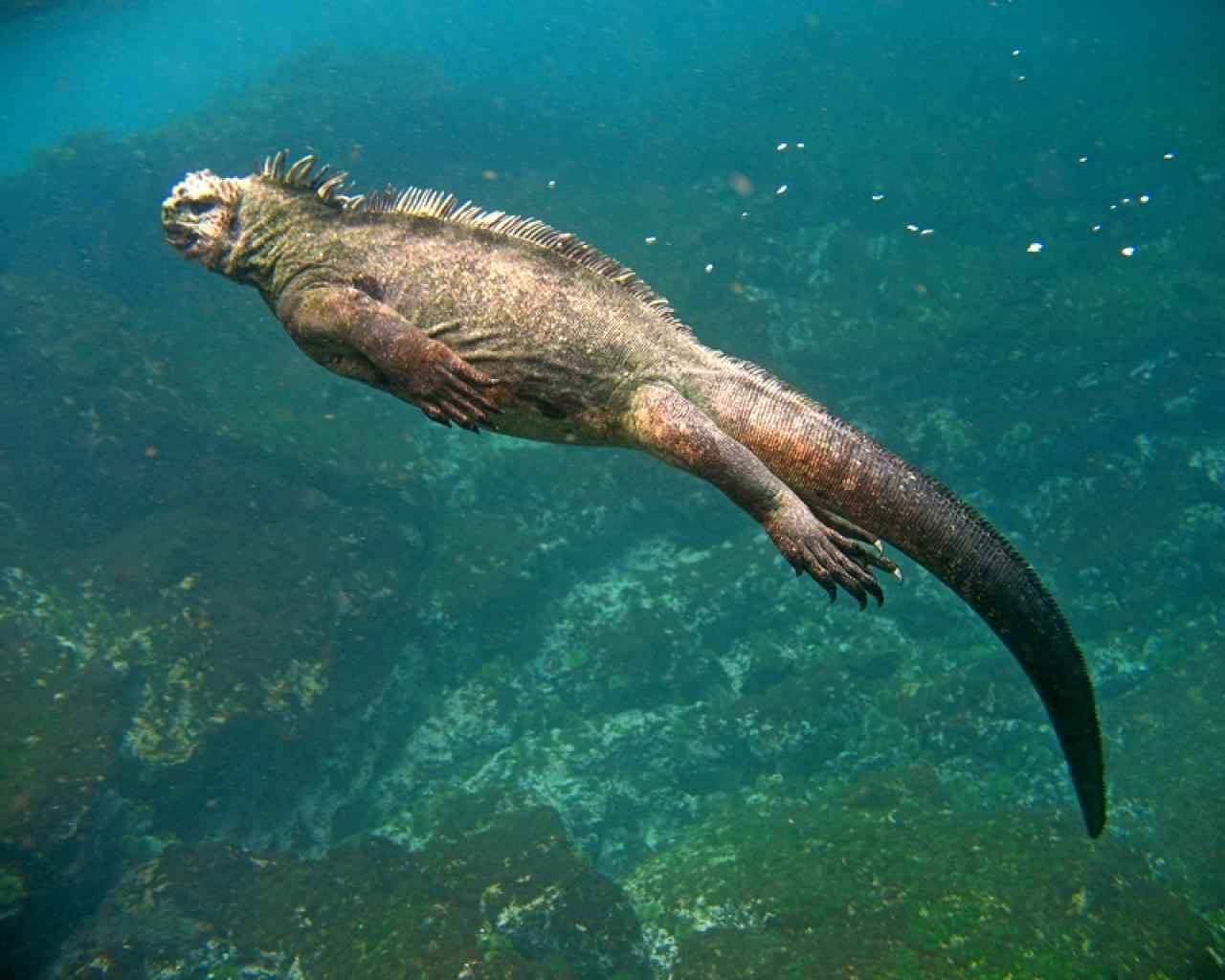 Islas Galapagos