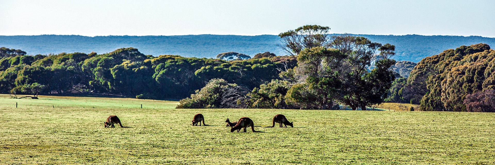 Kangaroo Island | LAT.40