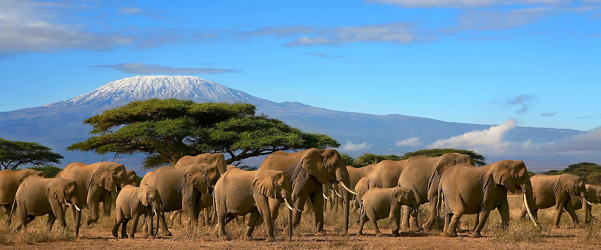 Kilimanjaro | LAT.40
