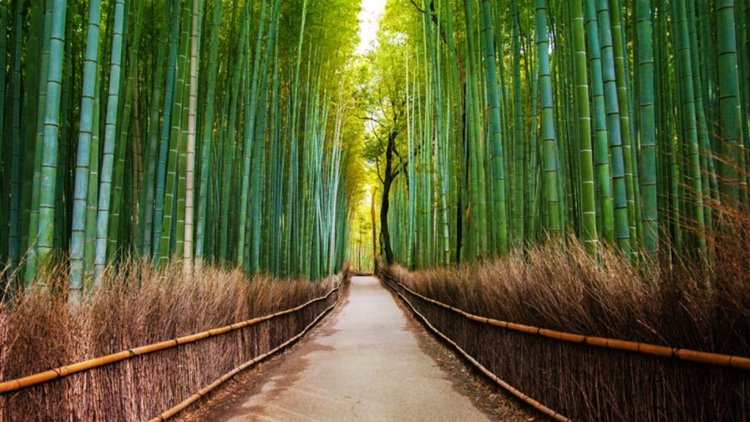 Inolvidable Viaje a Japón *Salida 23 y regreso el 5 diseñado por LAT.40