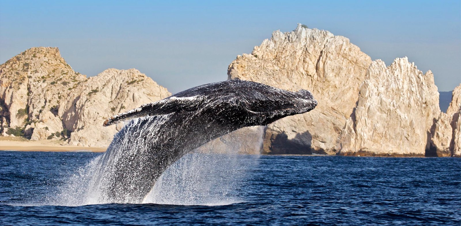 Los Cabos | LAT.40