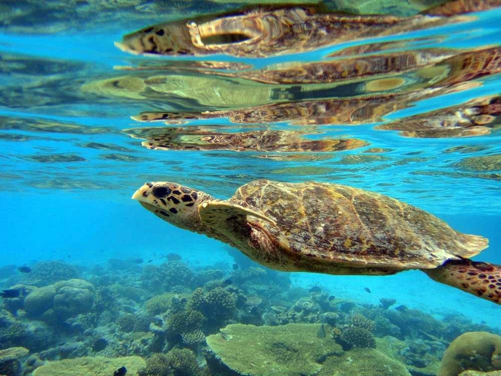 Baros Maldives en North Male Atoll