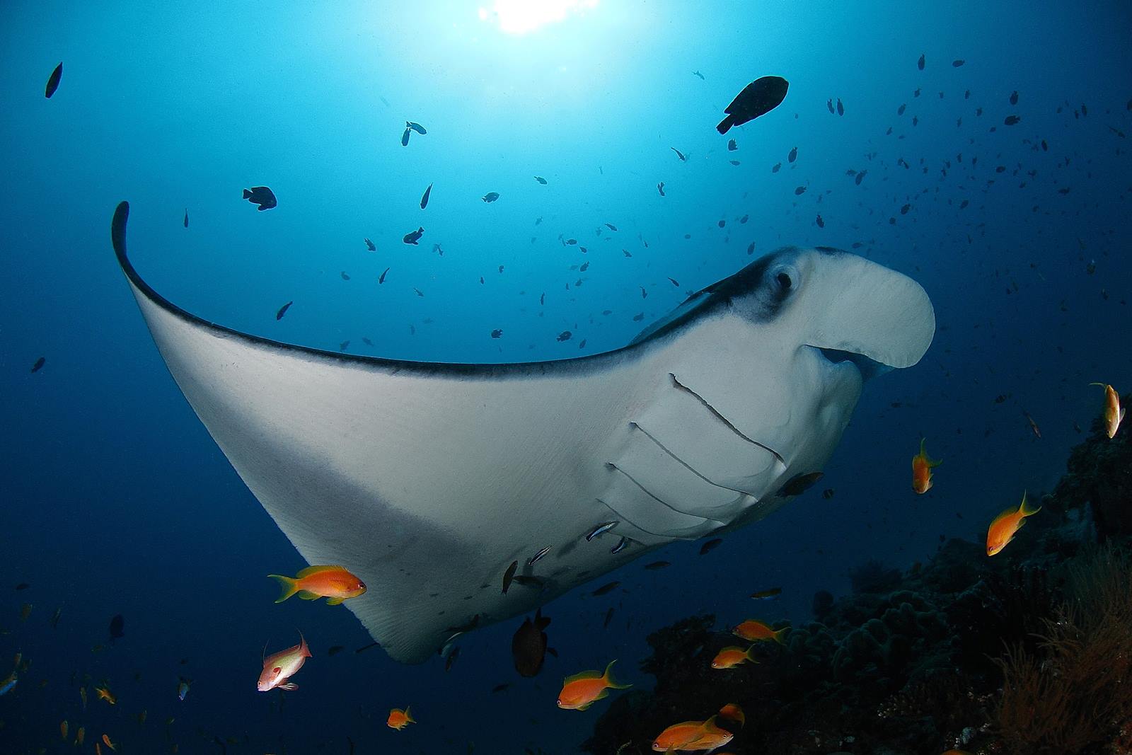 Soneva Fushi en Baa Atoll