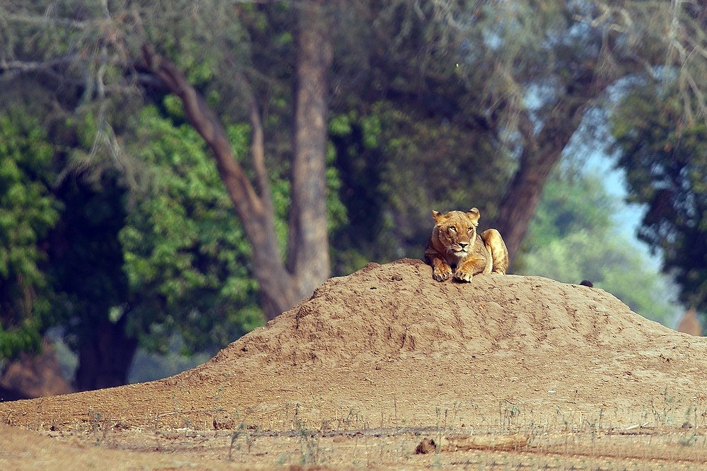 Mana Pools | LAT.40