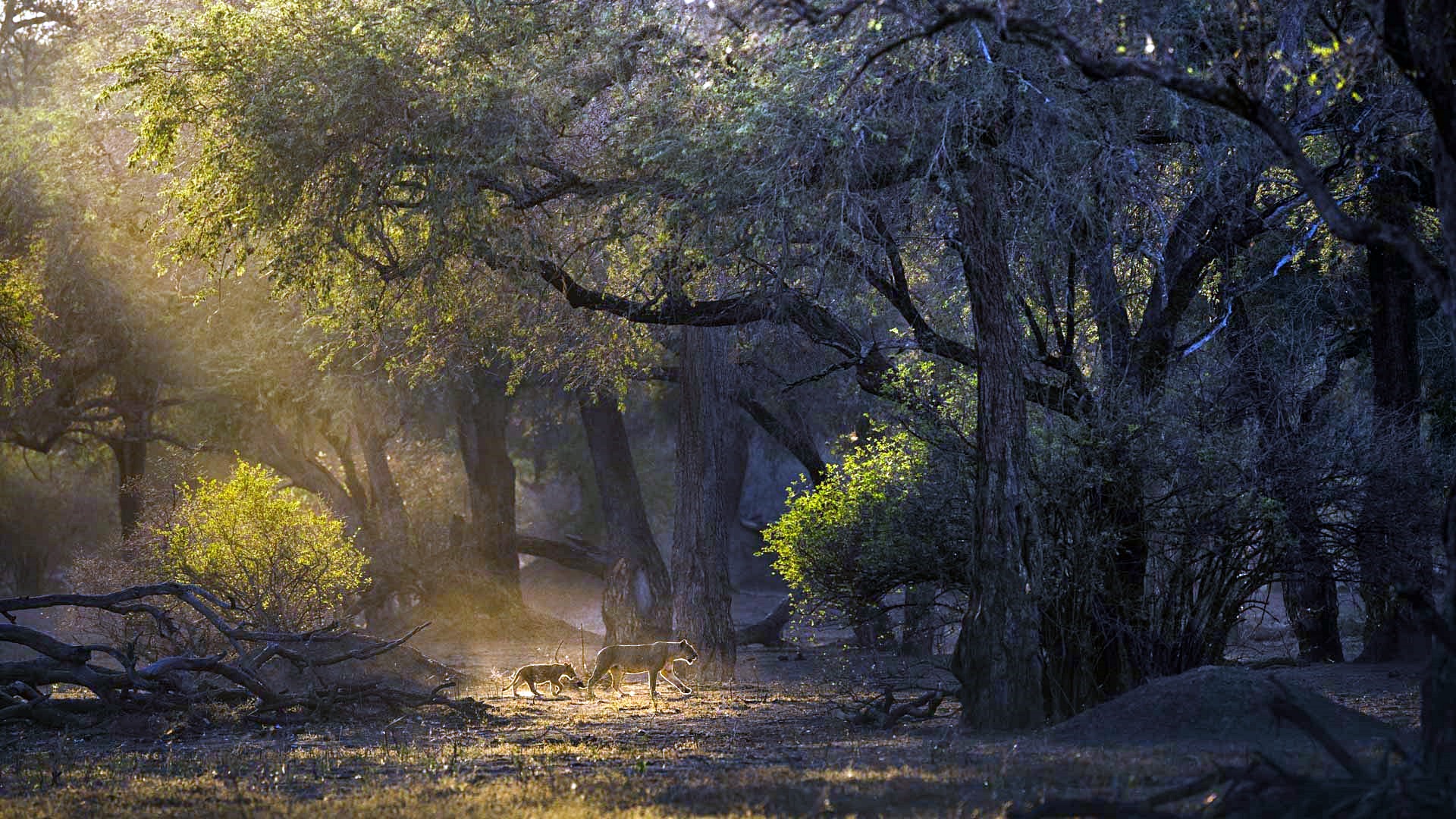 Luna de miel Victoria Falls, Hwange, Mana Pools, Ciudad del Cabo y Mozambique diseñado por LAT.40